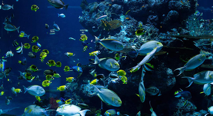 Cit&eacute; de la Mer de Cherbourg, &agrave; proximit&eacute; du camping