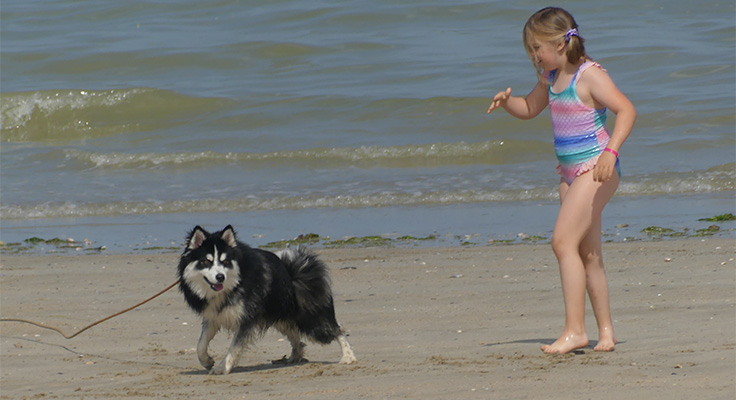 Chien sur la plage au camping Le Cormoran