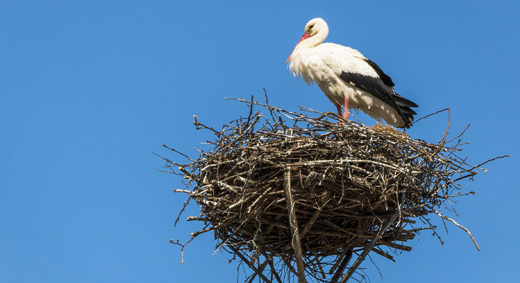 Cigogne dans son nid