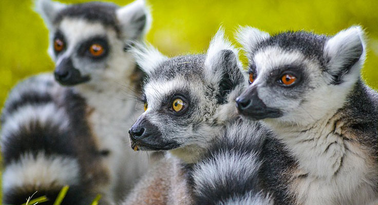 L&eacute;muriens au parc animalier Saint-Martin