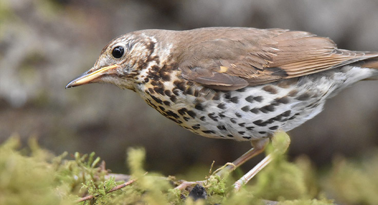 Grive musicienne, un oiseau migrateur observable dans le Cotentin