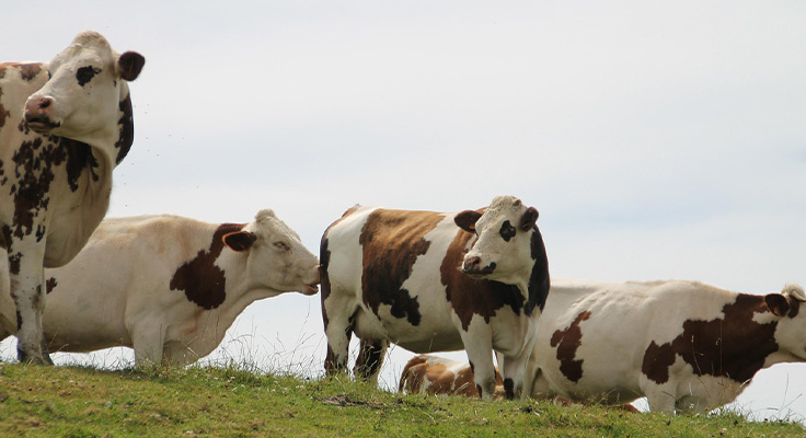 Vaches laiti&egrave;res sur les berges de la Douve