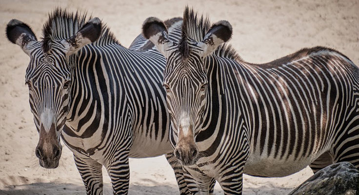 Z&egrave;bres du parc animalier Saint-Martin